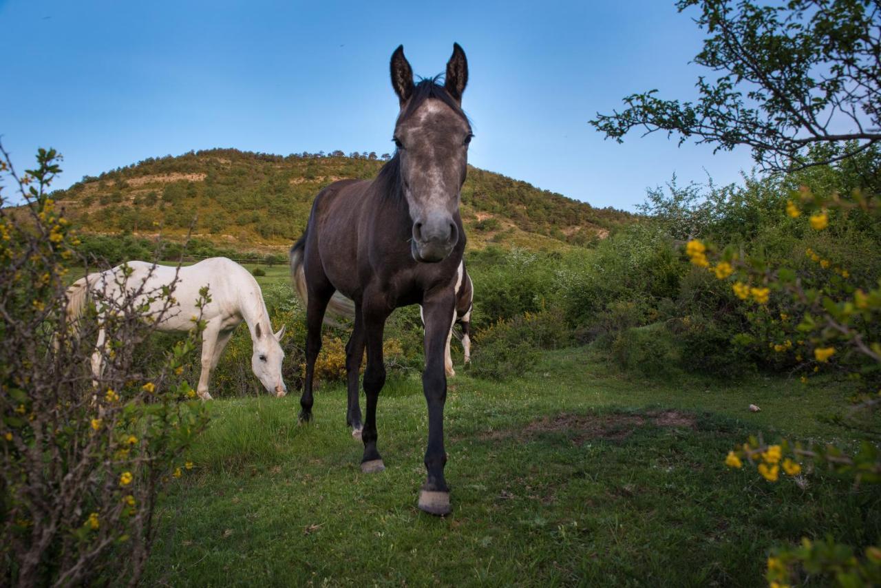 Hospedaje Rural Casa Parri Poveda de la Sierra Εξωτερικό φωτογραφία